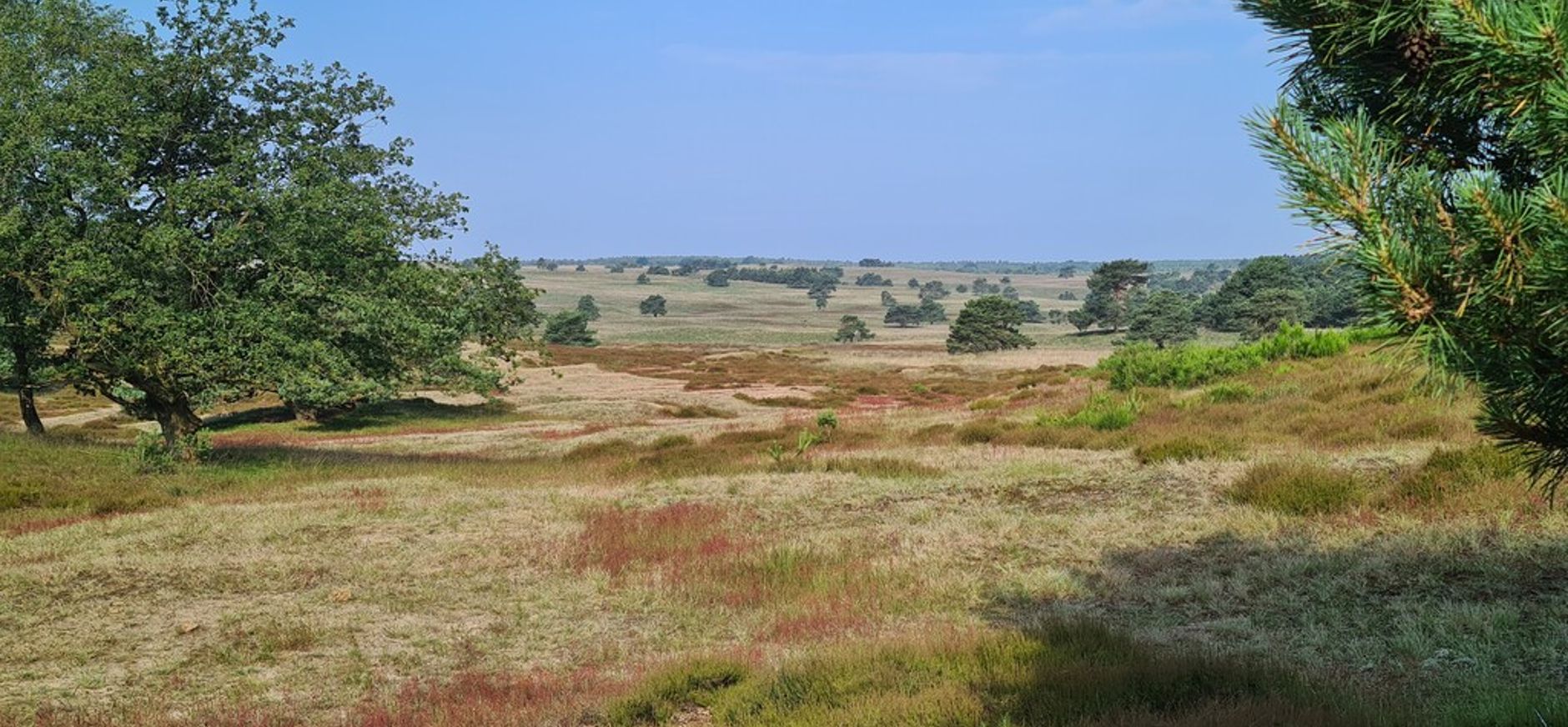 Beeld van de Veluwe