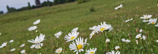 Wilde margieten