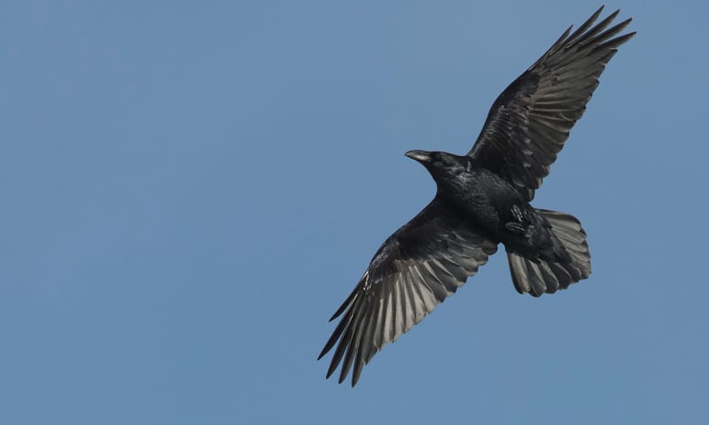 Raaf in de lucht