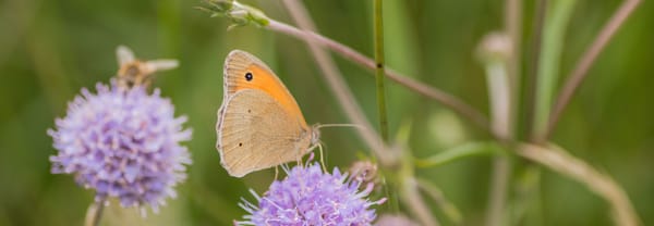 Bruin zandoogje zit nectar te drinken op een rode klaver