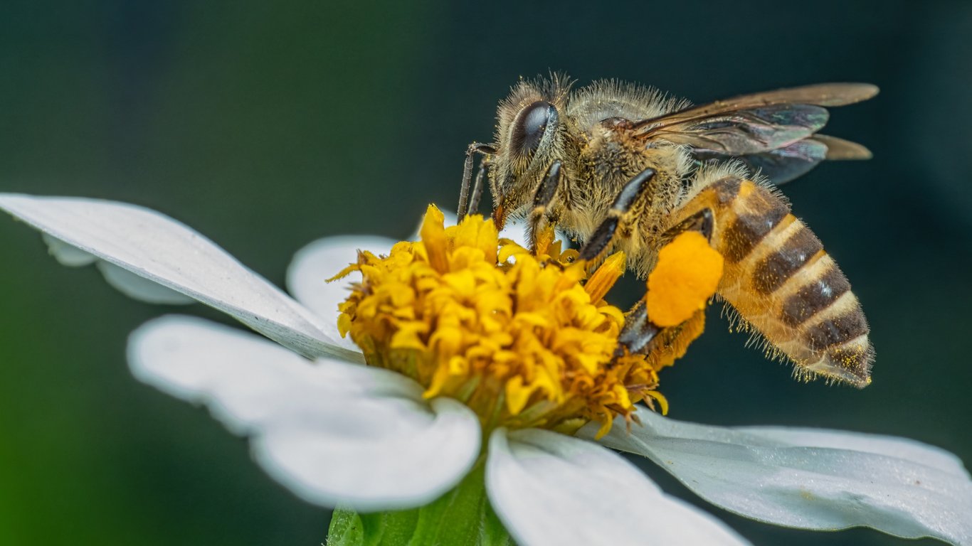 Bijen, bloemen en honing: bezoek onze imker