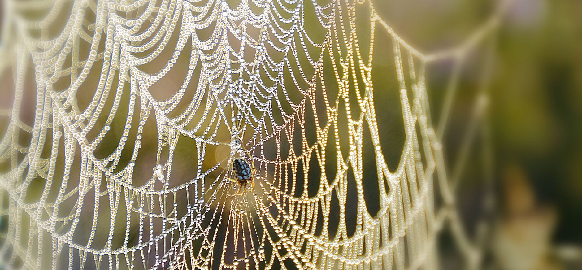 Spin in het web