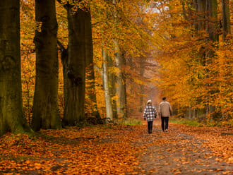 Veluwezoom herfst