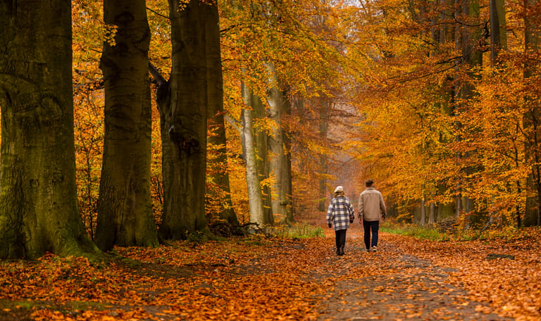 Veluwezoom herfst