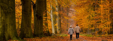 Veluwezoom herfst