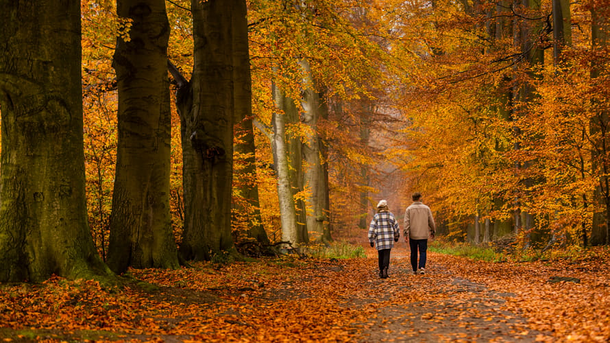 Veluwezoom herfst