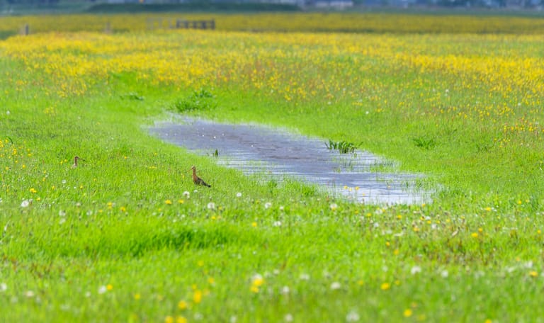 Weidevogels