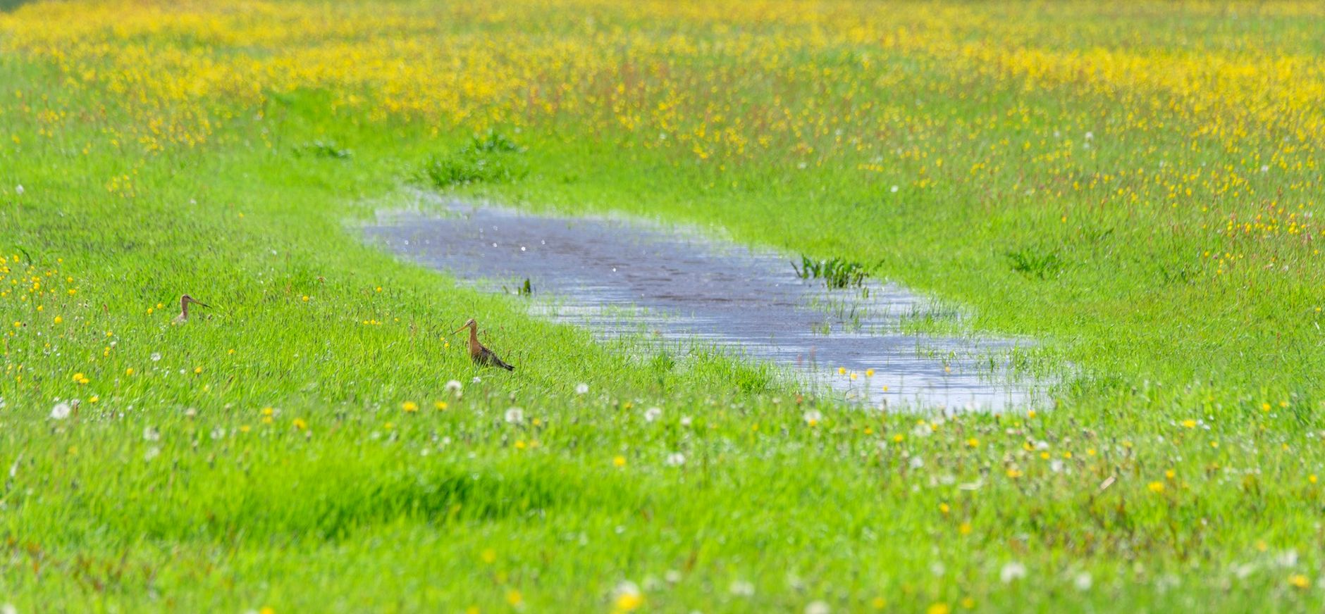 Weidevogels