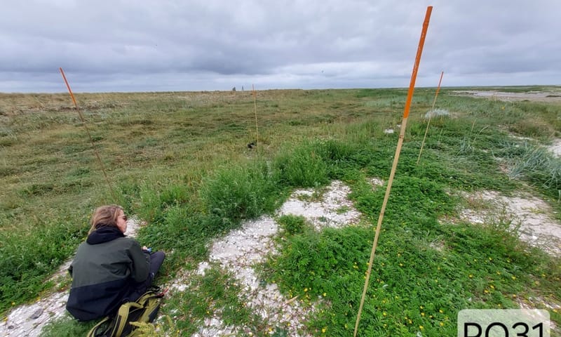 Vegetatieopname op Griend een onderzoeker bekijkt de plantengroei op Griend
