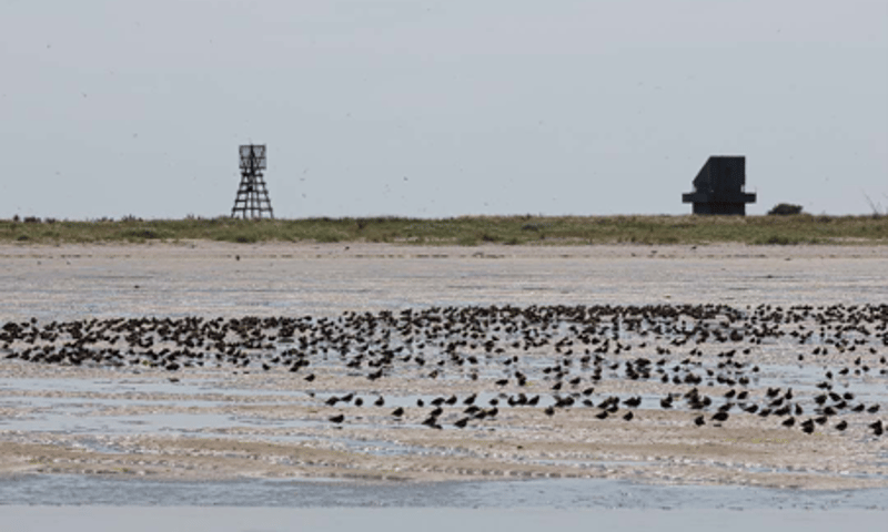 Hoogwatervluchtplaats op Griend grote hoeveelheid vogels met op de achtergrond Griend