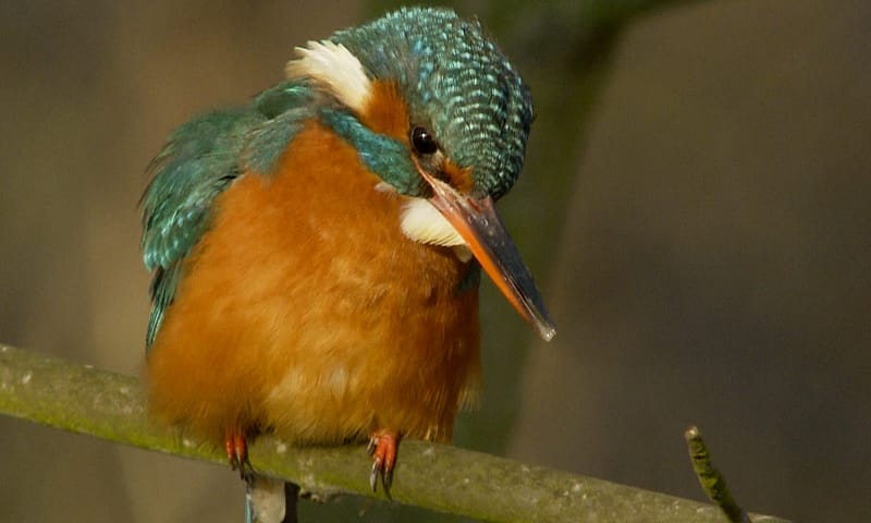 IJsvogel