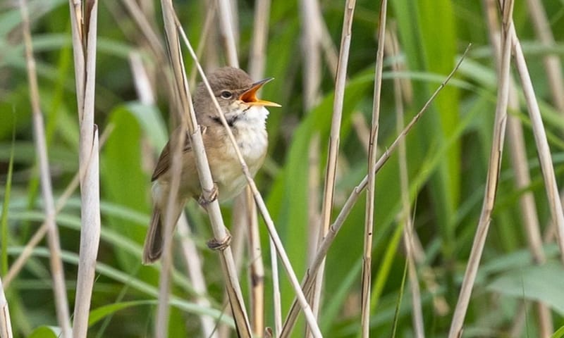 Kleine karekiet op Griend een zingende kleine karekiet in het riet