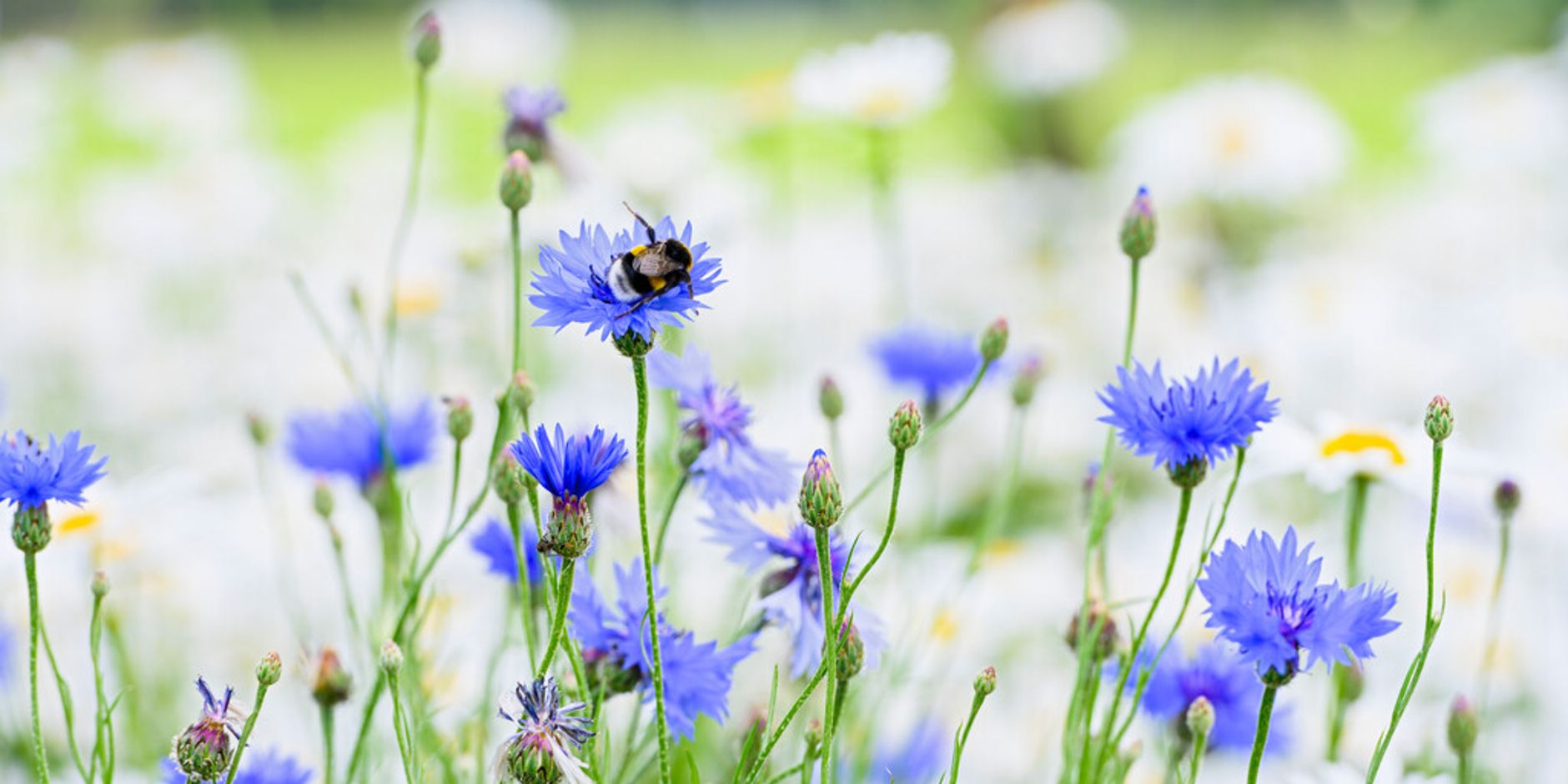 Korenbloem en hommel