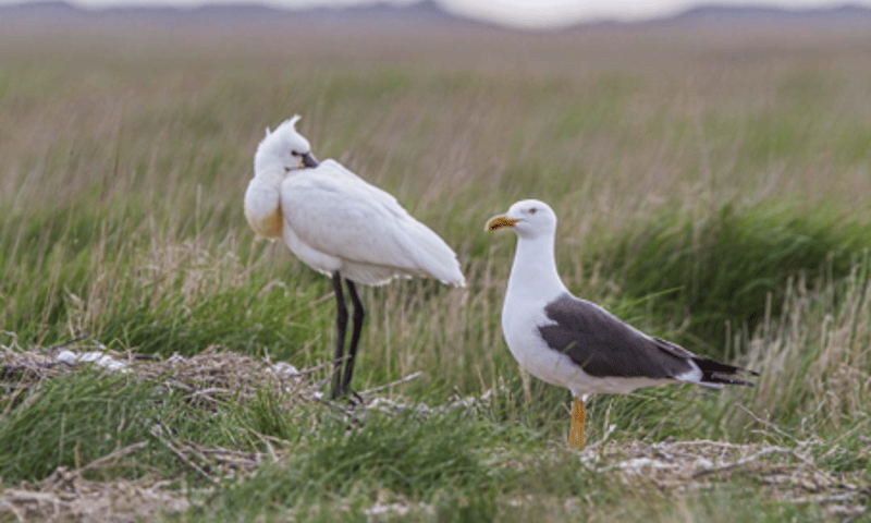 Lepelaar en kleine mantelmeeuw op Griend een lepelaar zit naast een kleine mantelmeeuw
