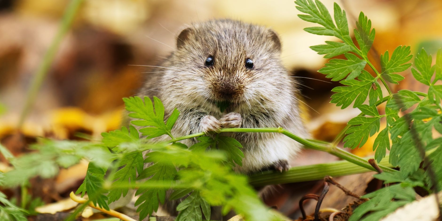 Egel