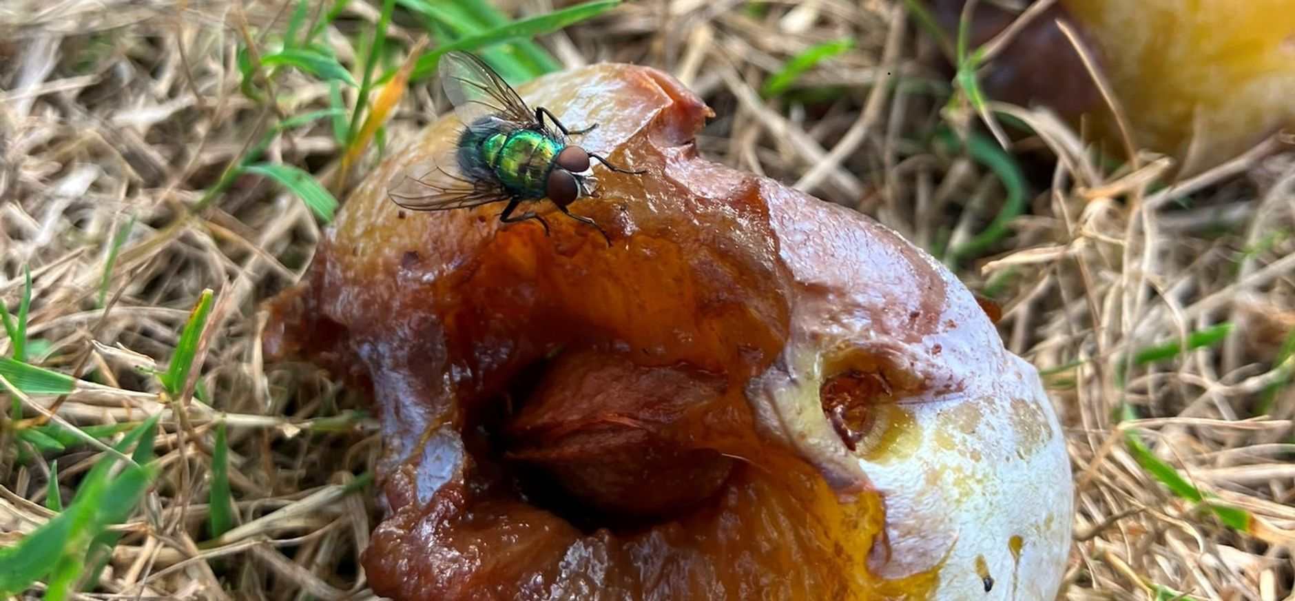 nut valfruit voor biodiversiteit - Hackfort