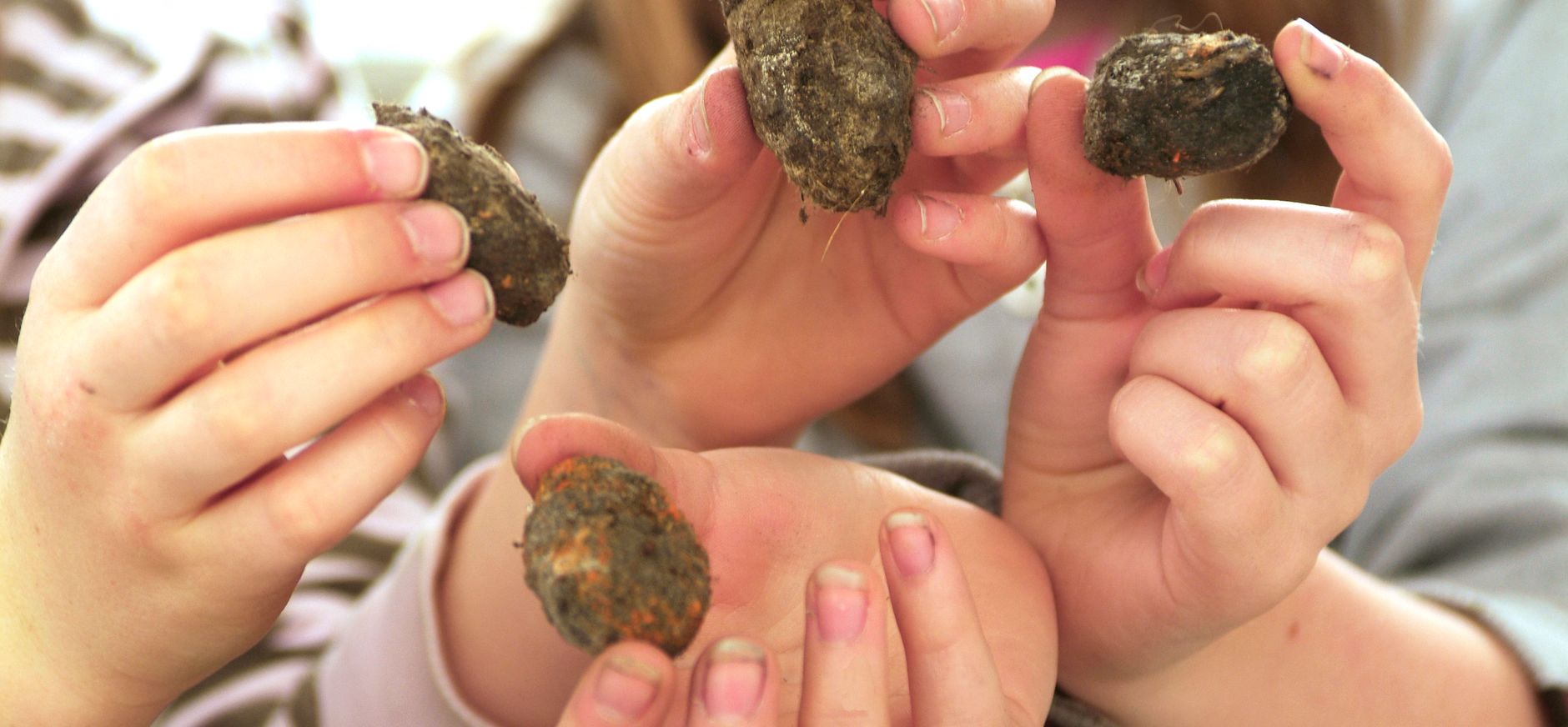 Kinderen pluizen uilenballen uit uilenballen