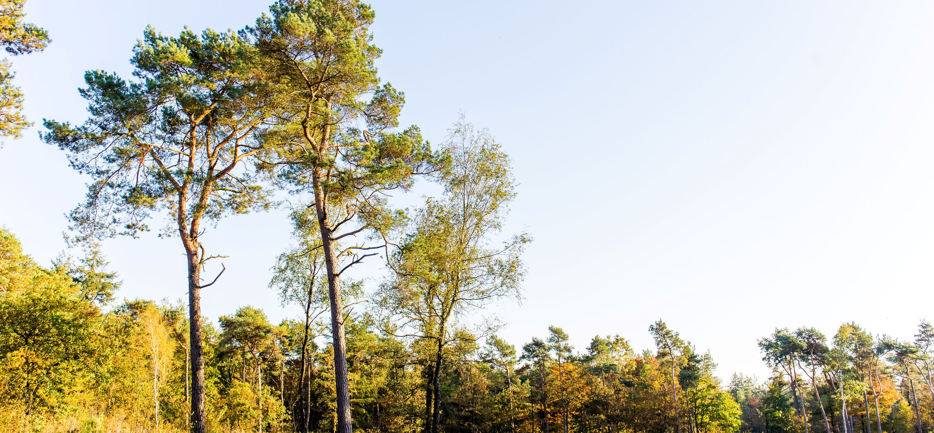 Natuurbegraafplaats Maashorst