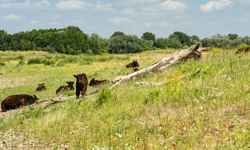 Natuurlijk landschap in Nattenhoven
