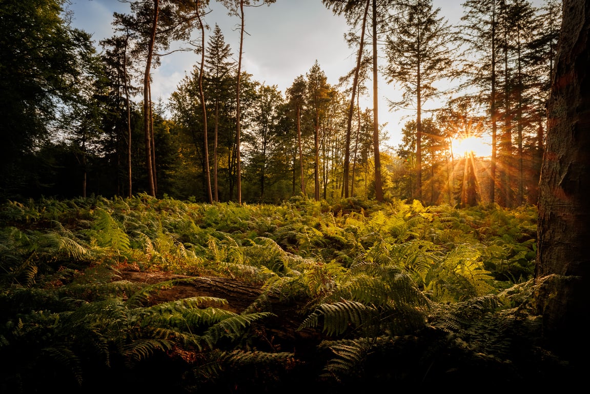 Excursie Landgoed De Wielewaal