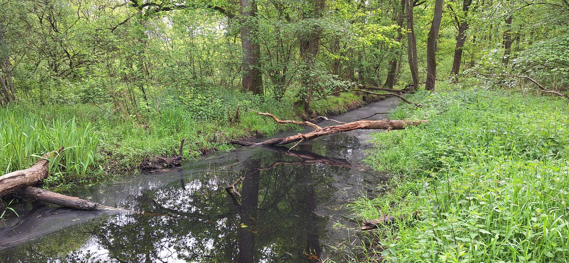 bosreservaat Smalbroeken bosreservaat Smalbroeken