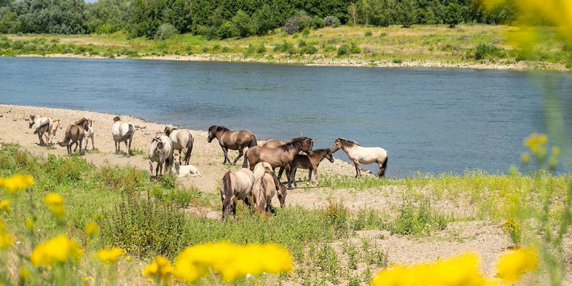 Natuur langs de maas