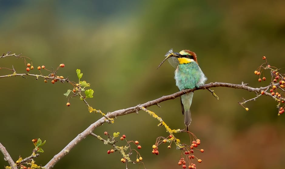 Bijeneter met libelle als prooi Bijeneter met libelle als prooi