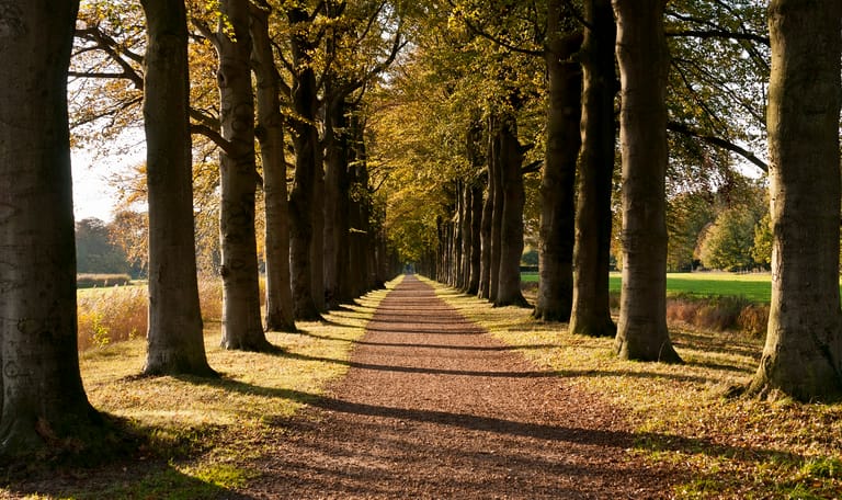 Beukenlaan