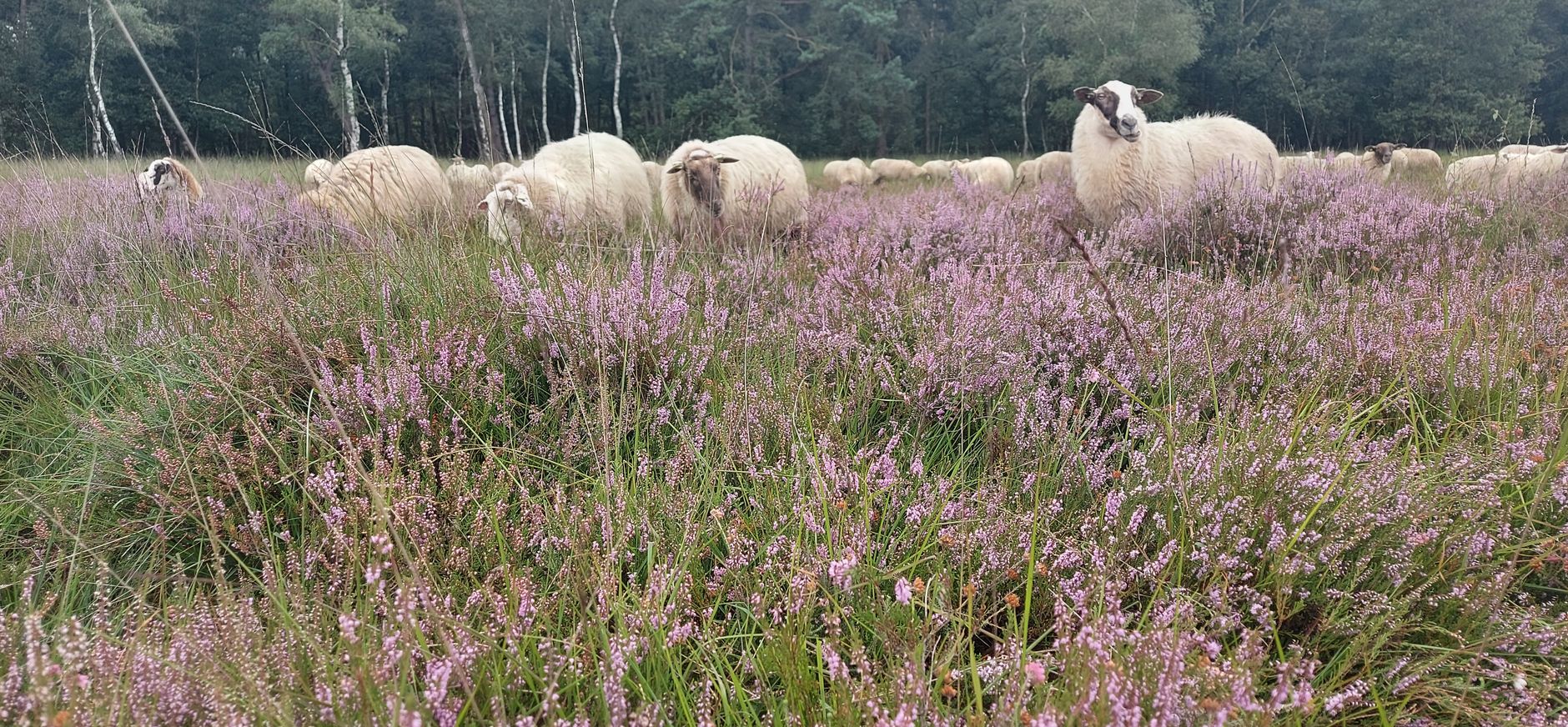 Schaapskudde op de Kampina