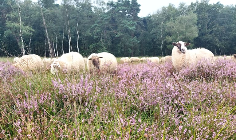 Schapen op de Kampina