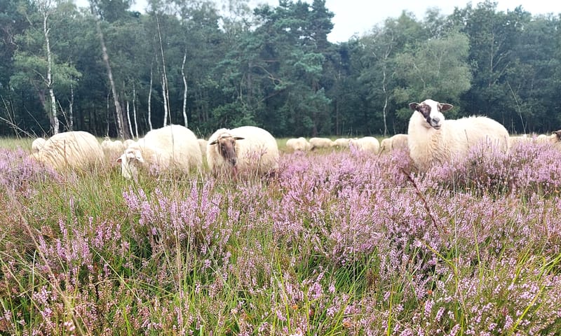 Schapen op de Kampina