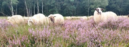Schapen op de Kampina