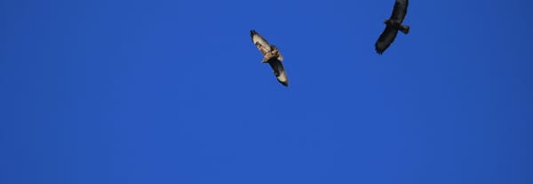 Buizerd Loonse en Drunense duinen