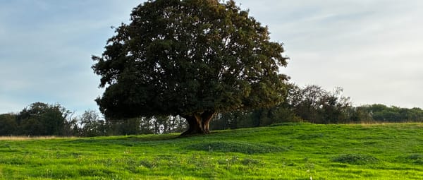 Eikenboom in de weilanden bij het Imstenraderbos