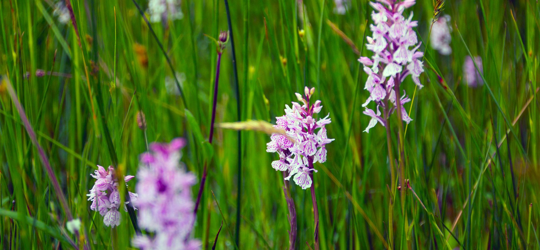 Gevlekte orchis in Lampenbroek Gevlekte orchis in Lampenbroek