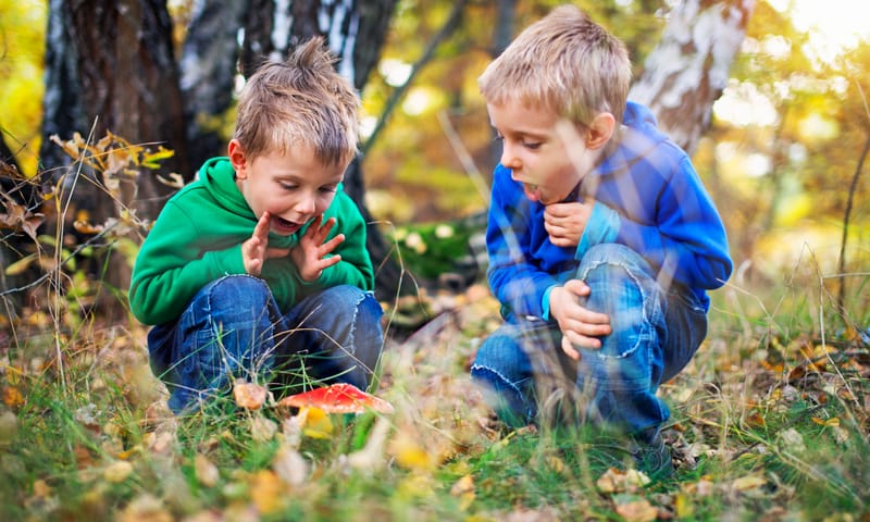 Kinderen bekijken een paddenstoel