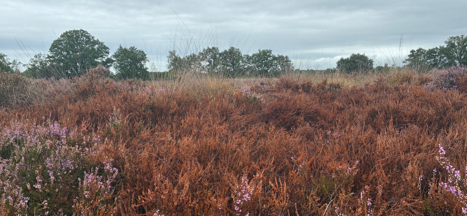 Oude Buisse Heide