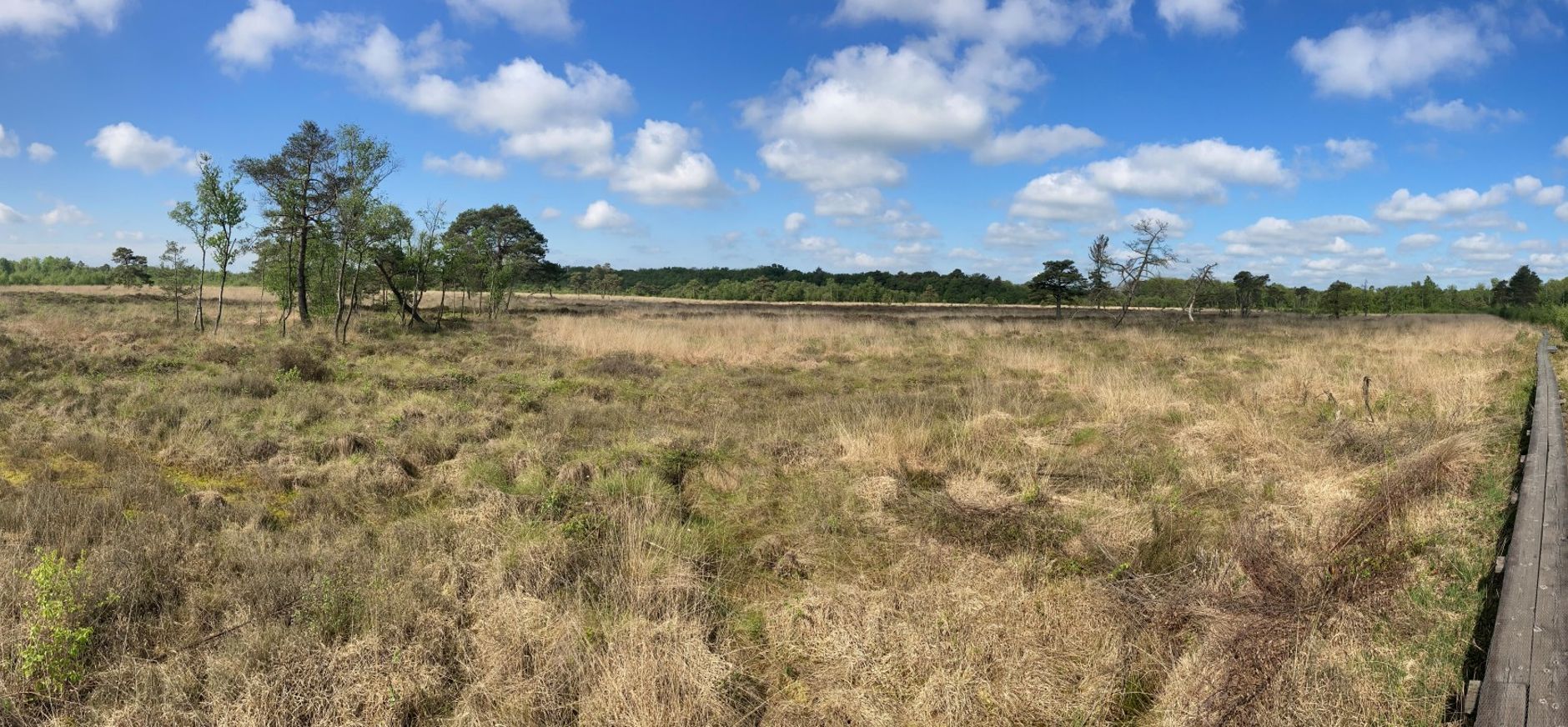 Het Wooldse veen in Winterswijk, een bijzonder hoogveen gebied