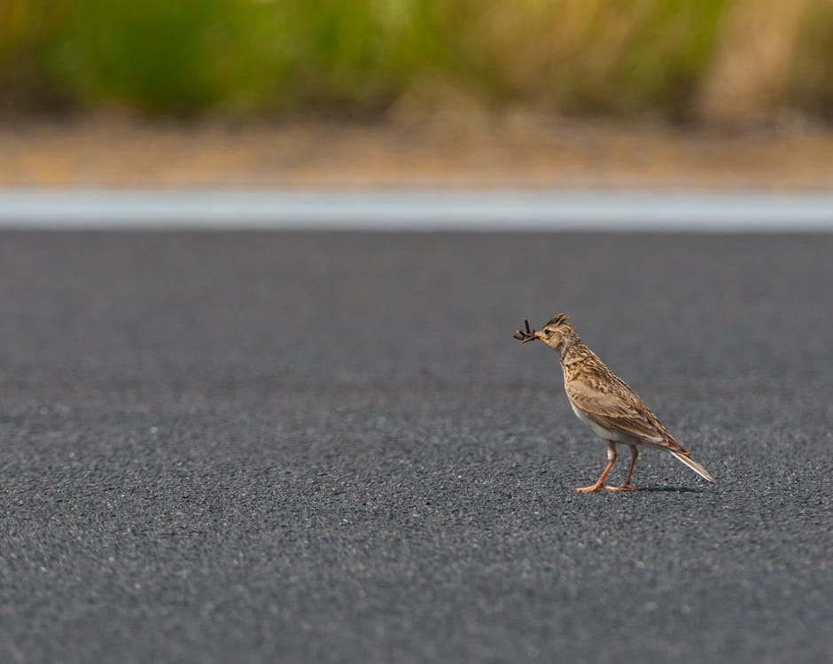 Veldleeuwerik op landingsbaan Veldleeuwerik op landingsbaan