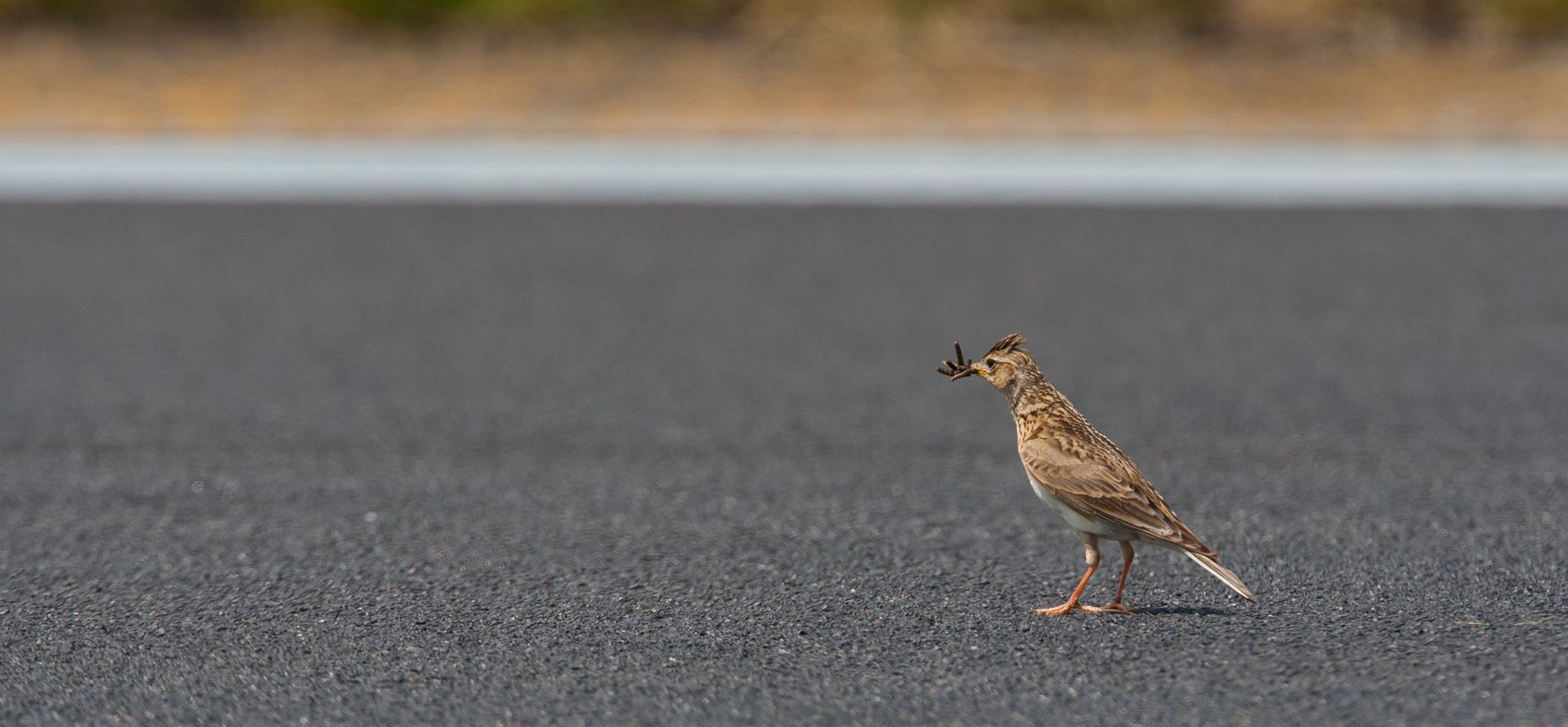 Veldleeuwerik op landingsbaan Veldleeuwerik op landingsbaan