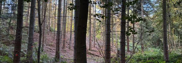 Sparren in het Imstenraderbos