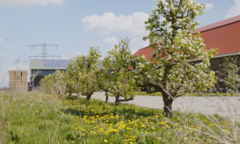 Fruitbomen in bloei