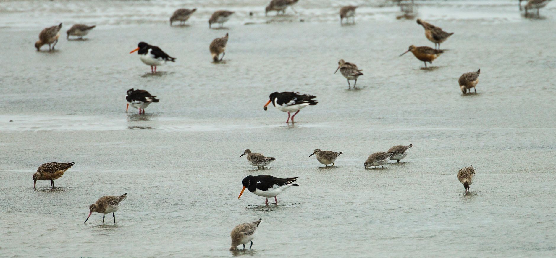Vogels in de Waddenzee