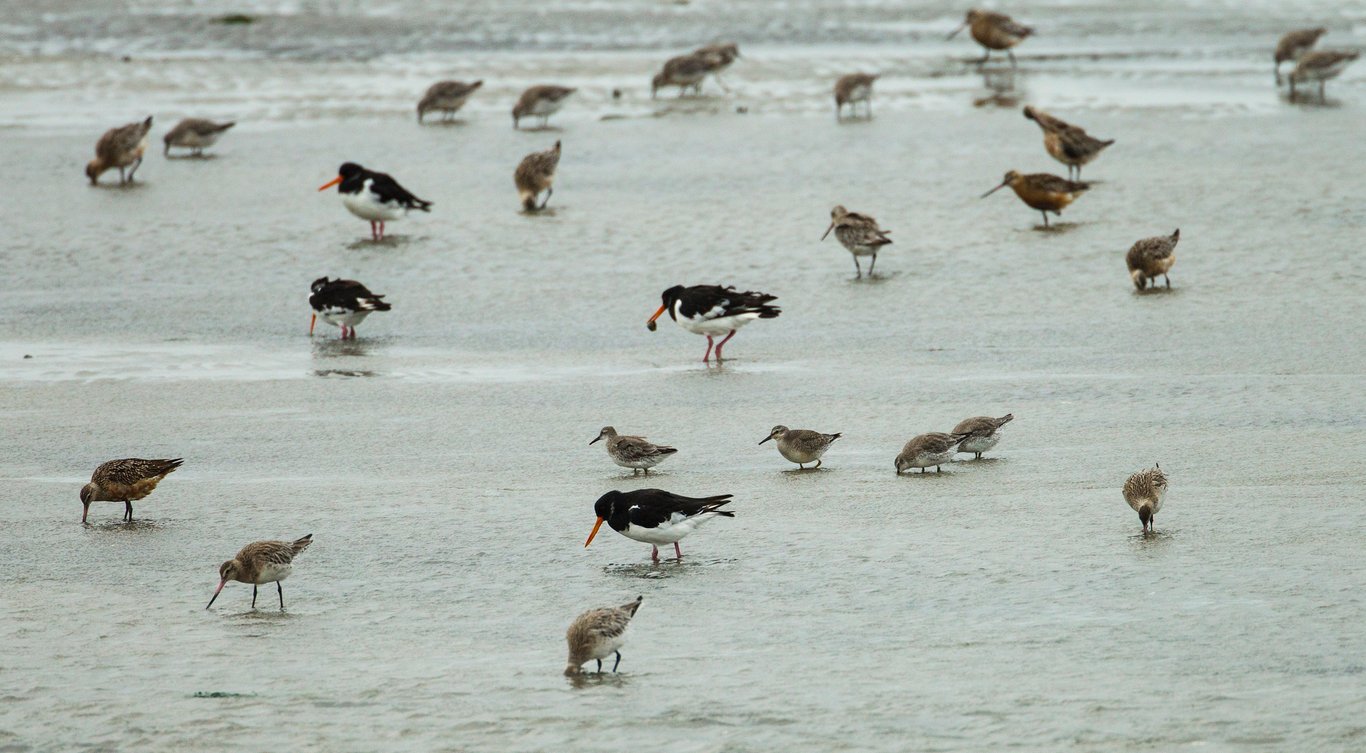 Plannen Defensie zijn onvolledig en missen kansen natuur 