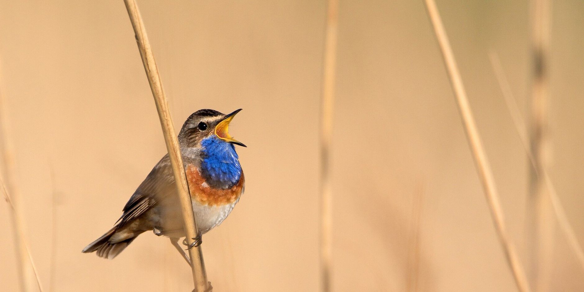 Blauwborst in het riet