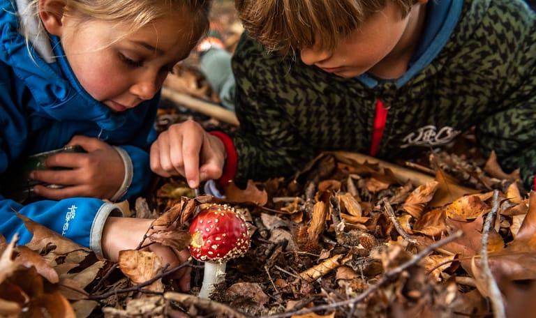 Herfst speurtocht paddenstoelen zoeken