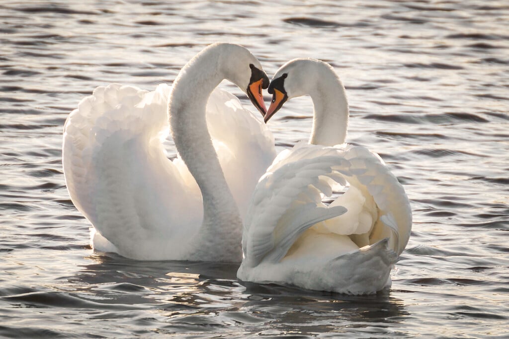 Romantische Valentijnstocht door Tienhovense natuur