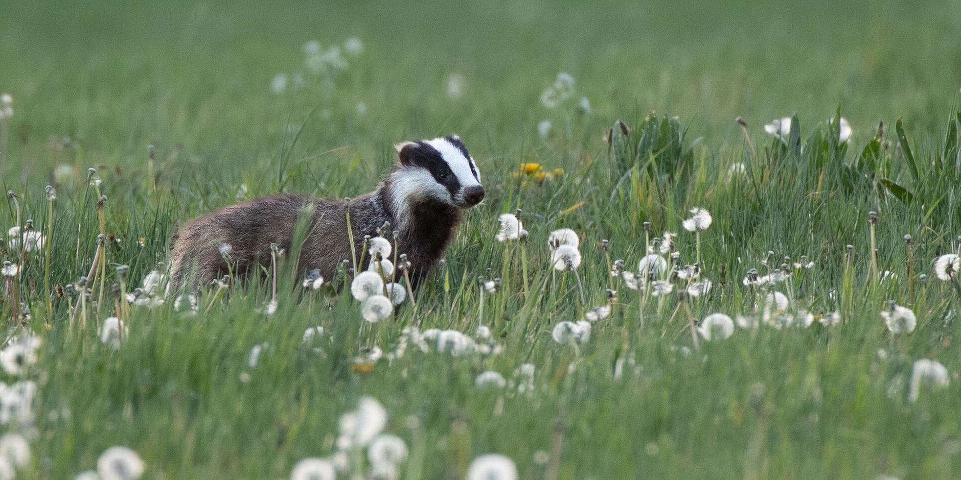 Das in het veld