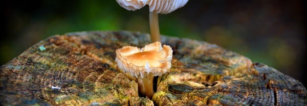 Nieuw leven uit oud hout