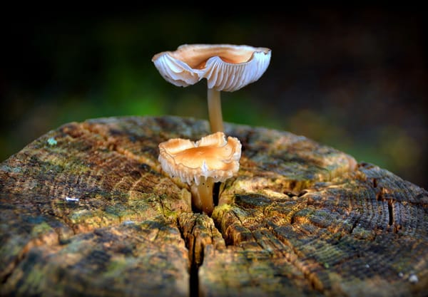 Nieuw leven uit oud hout